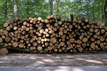 pile de tronc d'arbre dans la for&ecirc;t