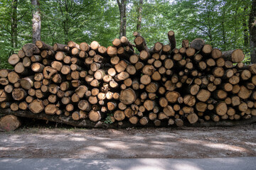 pile de tronc d'arbre dans la forêt