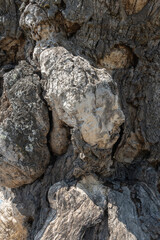 LE TRONC DU VIEUX CHÊNE