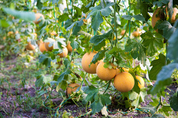 Yellow, ripe and sweet Melons in the greenhouse. Melon farm or plants in the field. 