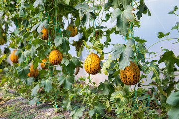 Yellow, ripe and sweet Melons in the greenhouse. Melon farm or plants in the field. 