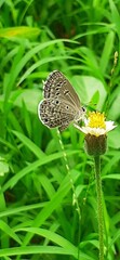 Chilades Lajus Butterfly on Tridax Daisy Flower
