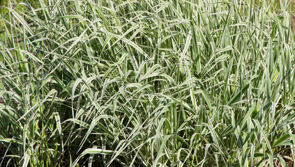 Japanese variegated sedge background