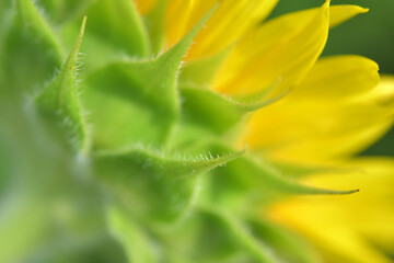 ひまわりのガク