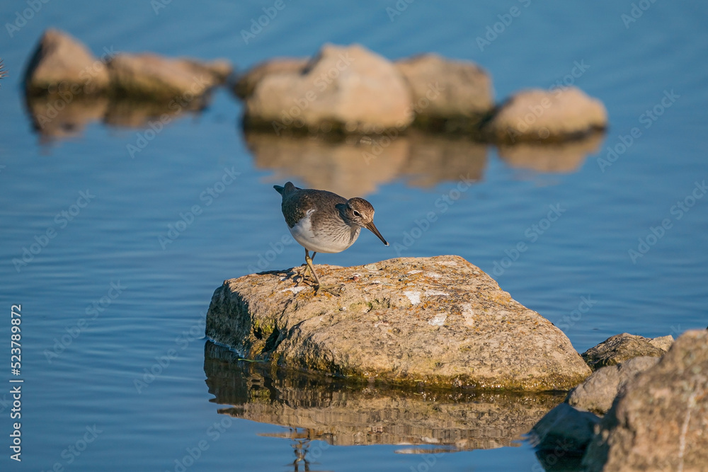 Poster green sandpiper (tringa ochropus) perched on a small rock in the lake