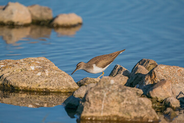 Green Sandpiper (Tringa ochropus) perched on a small rock in the lake