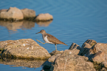 Green Sandpiper (Tringa ochropus) perched on a small rock in the lake