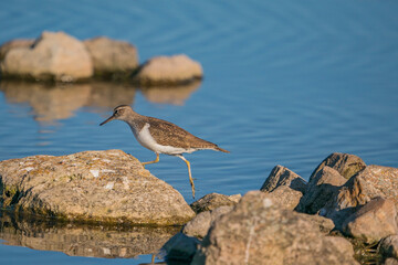 Green Sandpiper (Tringa ochropus) perched on a small rock in the lake
