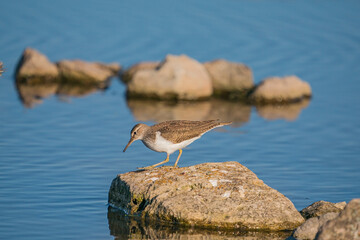 Green Sandpiper (Tringa ochropus) perched on a small rock in the lake