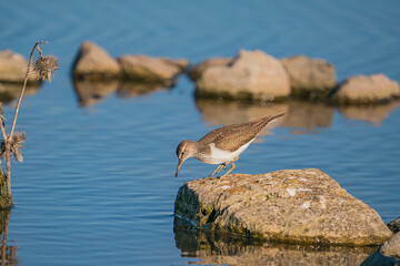 Green Sandpiper (Tringa ochropus) perched on a small rock in the lake
