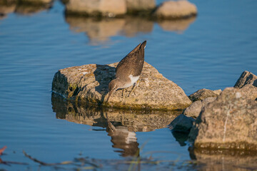 Green Sandpiper (Tringa ochropus) perched on a small rock in the lake