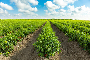 Fototapeta na wymiar Red Pepper Plants in the pepper farm or field. Capia or chili red peppers in the farm