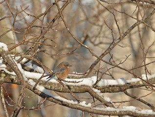 Bluebird on Snowy Branch