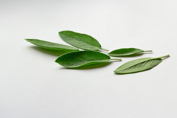 Sage herb Salvia officinalis leaves, spice on a white background. Alternative medicinal plants, medical herb copy space. It is a healing, therapeutic and aromatic plant, healthy food, horizontal