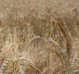close up of rye ears, field of ripening rye in a summer day horizotal. Copy space, pattern, wallpaper, banner, cover, mockup, for your design