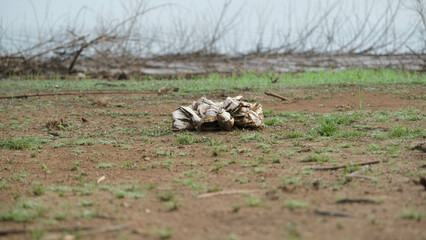 Sacks were left in the grass on the river bank. Environmental damage caused by human waste pollution.