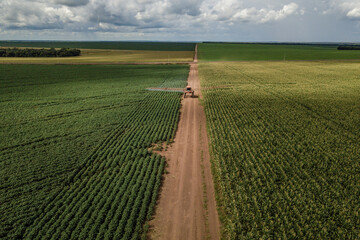 drone view of a cornfield