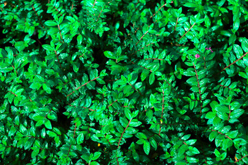 Small green leaves on natural background.