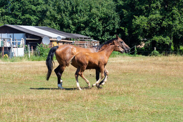 Stute und Hengstfohlen spielen zusammen auf der Koppel und Deutschland, Sachsen-Anhalt