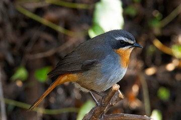 Pretty, inquisitive male Cape robin-chat (Cossypha caffra) in a private garden, Uniondale, Western Cape.