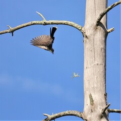 Kingbird and Insect Praying Mantis Dragonfly meal