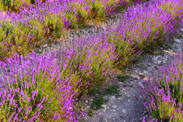 Lavender field rows in summer on sunset