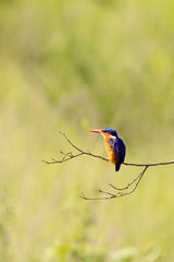 Adult malachite kingfisher, corythornis cristatus, perched on a branch in Queen Elizabeth National Park, Uganda. This small territorial bird is watching for fis