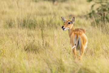 An adult female Ugandan kob antelope, kobus kob thomasi, in Queen Elizabeth National Park, Ugandan. Female kobs are sociable and live in small herds with other females and their young