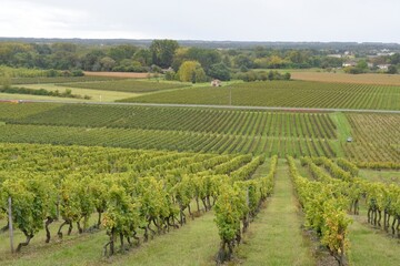 Fototapeta na wymiar Vendanges dans les vignes en Gironde - France