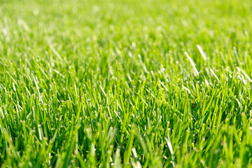 Close up green grass, natural greenery background texture of lawn garden. Ideal concept used for making green flooring, lawn for training football pitch, Grass Golf Courses, green lawn pattern.