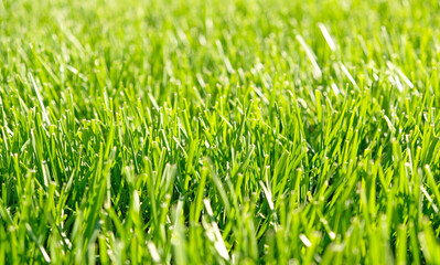 Close up green grass, natural greenery background texture of lawn garden. Ideal concept used for making green flooring, lawn for training football pitch, Grass Golf Courses, green lawn pattern.