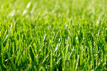 Close up green grass, natural greenery background texture of lawn garden. Ideal concept used for making green flooring, lawn for training football pitch, Grass Golf Courses, green lawn pattern.