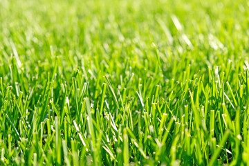 Close up green grass, natural greenery background texture of lawn garden. Ideal concept used for making green flooring, lawn for training football pitch, Grass Golf Courses, green lawn pattern.