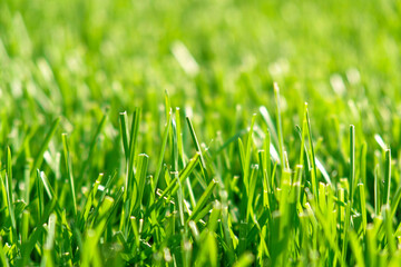 Fototapeta premium Close up green grass, natural greenery background texture of lawn garden. Ideal concept used for making green flooring, lawn for training football pitch, Grass Golf Courses, green lawn pattern.