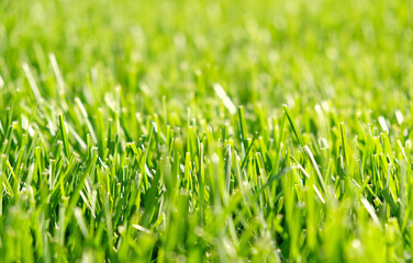 Close up green grass, natural greenery background texture of lawn garden. Ideal concept used for making green flooring, lawn for training football pitch, Grass Golf Courses, green lawn pattern.