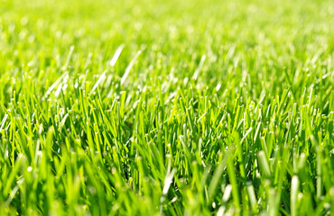 Close up green grass, natural greenery background texture of lawn garden. Ideal concept used for making green flooring, lawn for training football pitch, Grass Golf Courses, green lawn pattern.