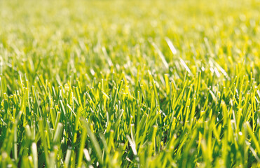 Close up green grass, natural greenery background texture of lawn garden. Ideal concept used for making green flooring, lawn for training football pitch, Grass Golf Courses, green lawn pattern.