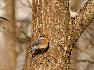 Bluebird on tree
