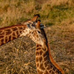creatuve