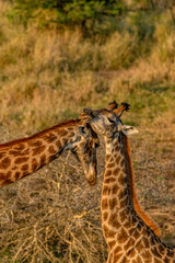 creatuve