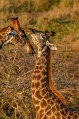 creatuve