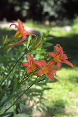 Flowering daylily bush  