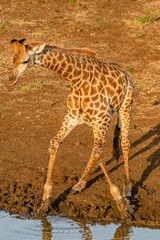 Obraz premium creatuve