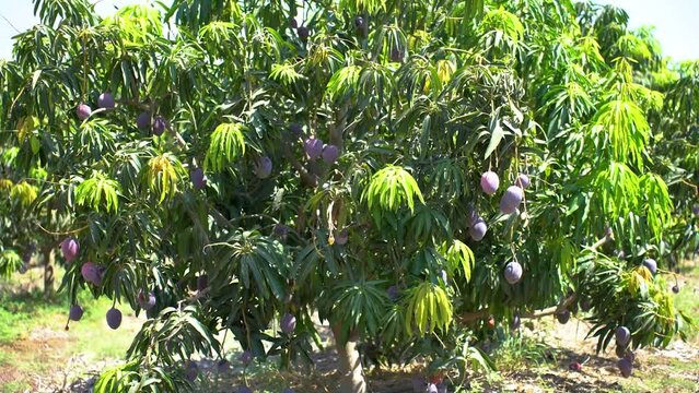 Video of Mango tree on a plantation in Israel