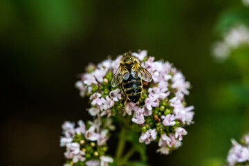 A bee collects pollen from a flower. A bee sits on a flower on a blurred background