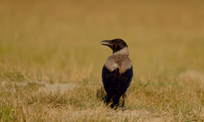Nebelkrähe - Corvus cornix