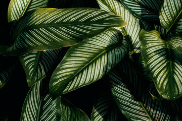 Dark green leaf background. tropical dark green leaf, abstract green texture, nature background for wallpaper