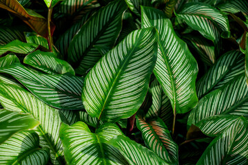 Naklejka na ściany i meble Dark green leaf background. tropical dark green leaf, abstract green texture, nature background for wallpaper