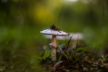 mushroom in the forest