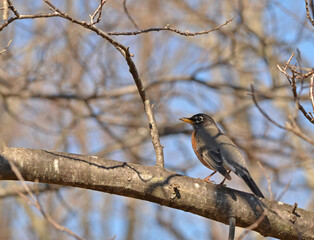 Robin on branch